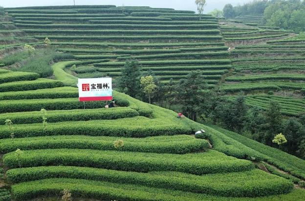 热烈庆祝宝福林茶业荣耀入选“一带一路十周年·国礼品牌”